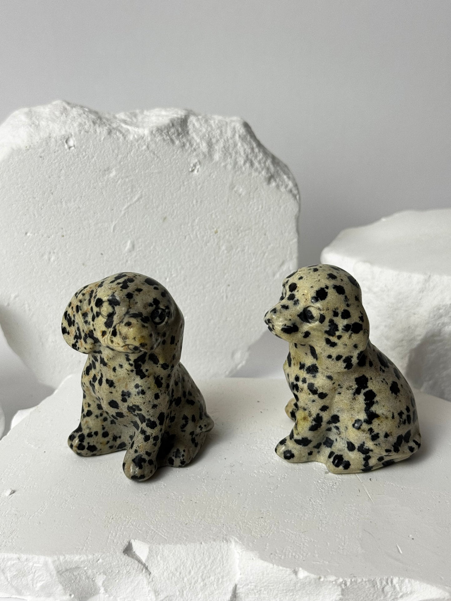 Dalmatian Jasper – Dog
