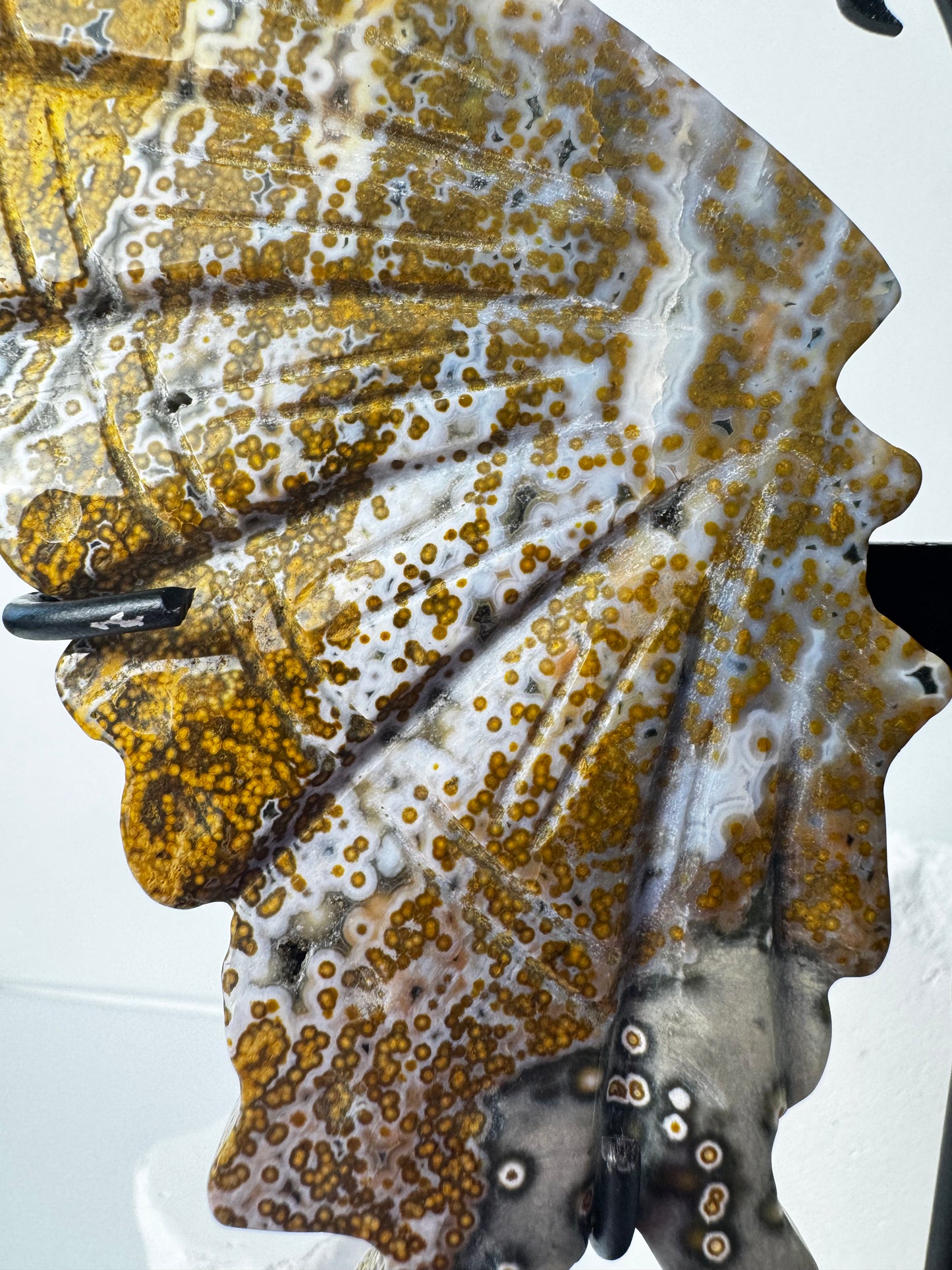 Ocean Jasper butterfly wings on stand
